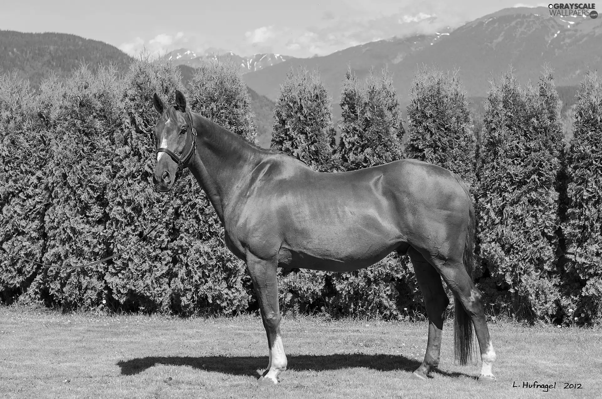 Horse, Mountains