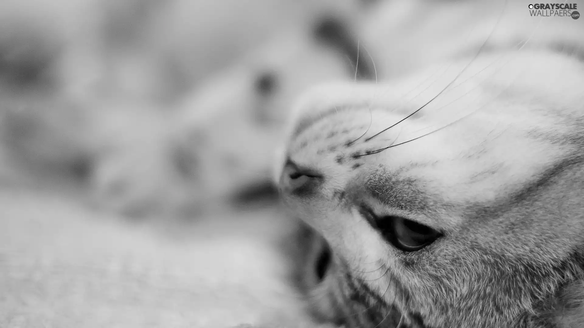 cat, moustache