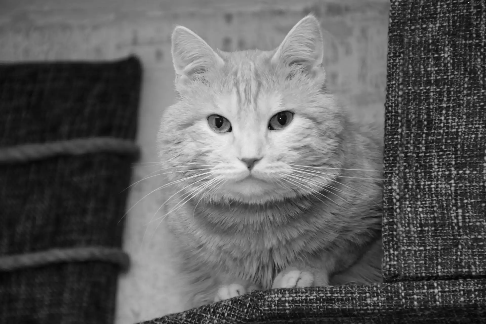 ginger, ears, moustache, cat