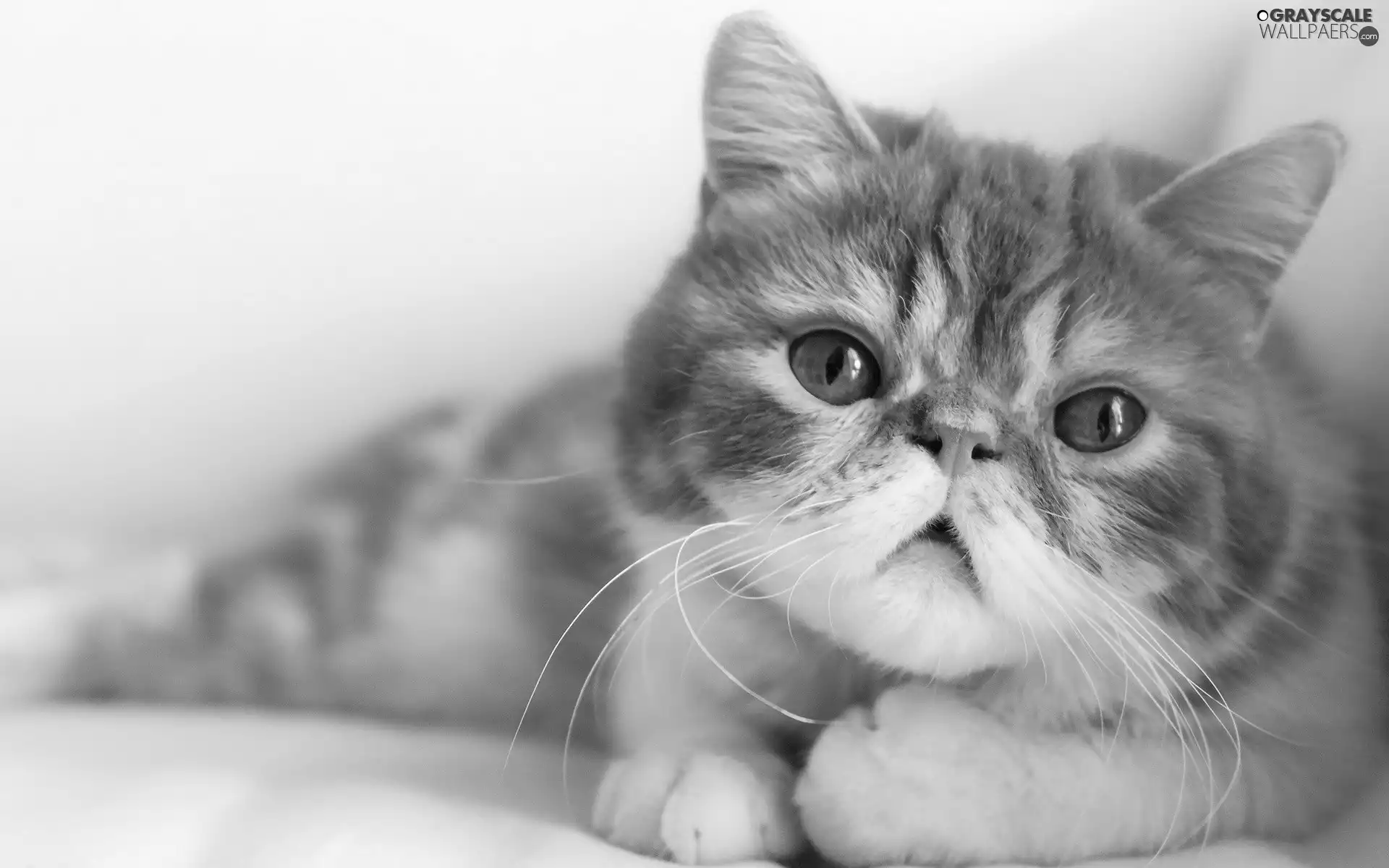 mouth, Eyes, ginger, cat, white