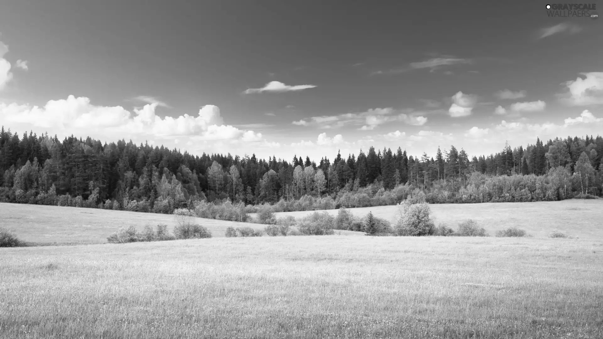 nature, forest, Sky