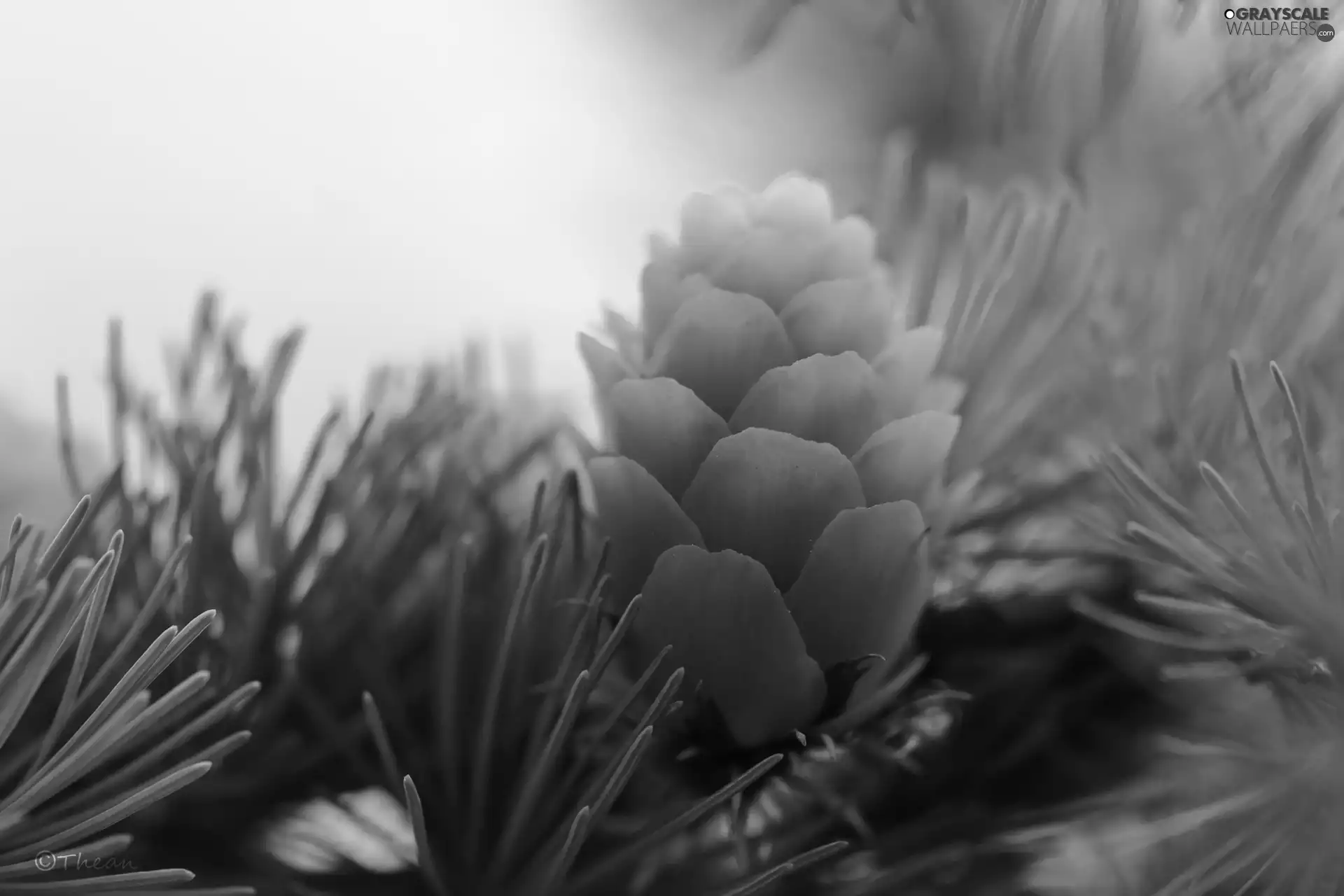 needle, cone, larch