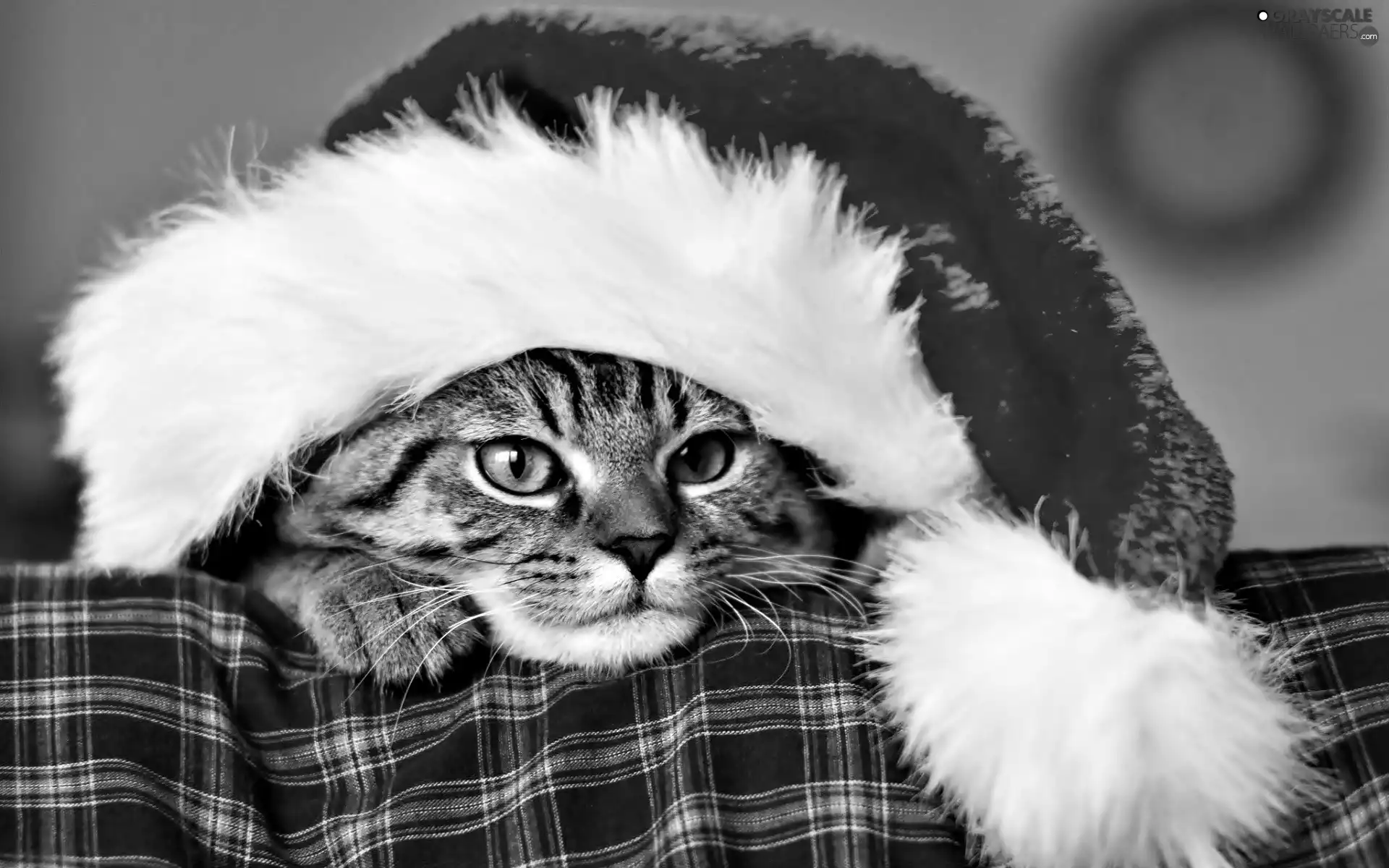 Christmas, Hat, Nicholas, cat