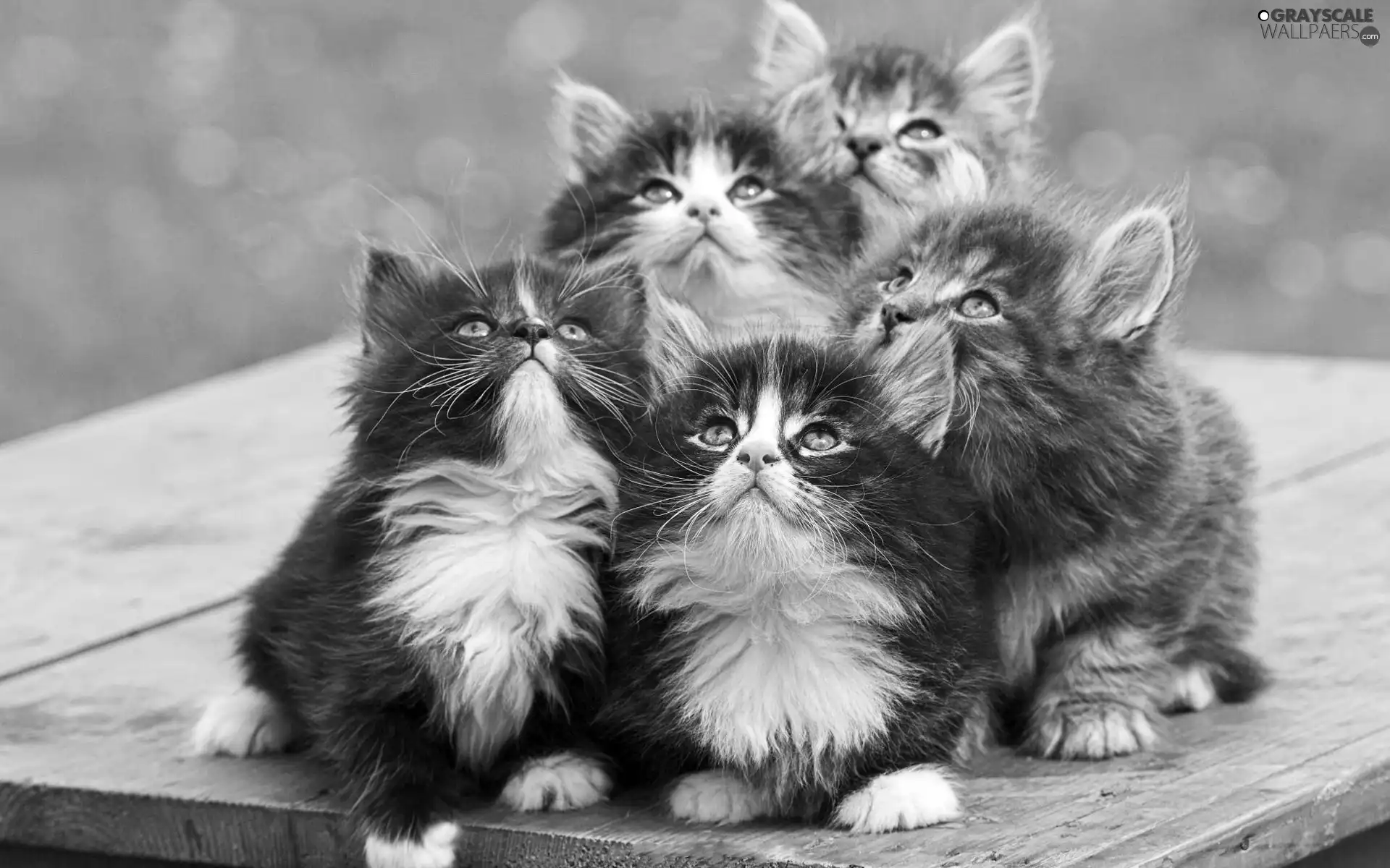 five, cats, Maine Coon, sweet