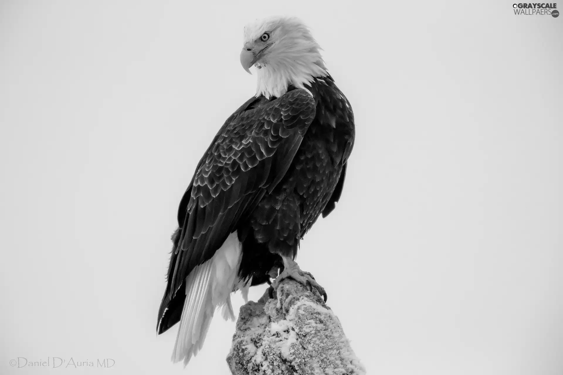 American Bald Eagle