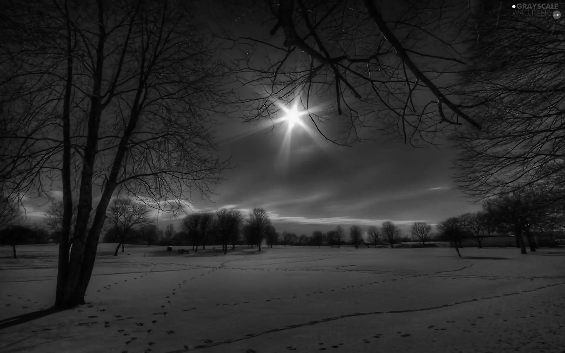 rays of the Sun, winter, trees, viewes, field