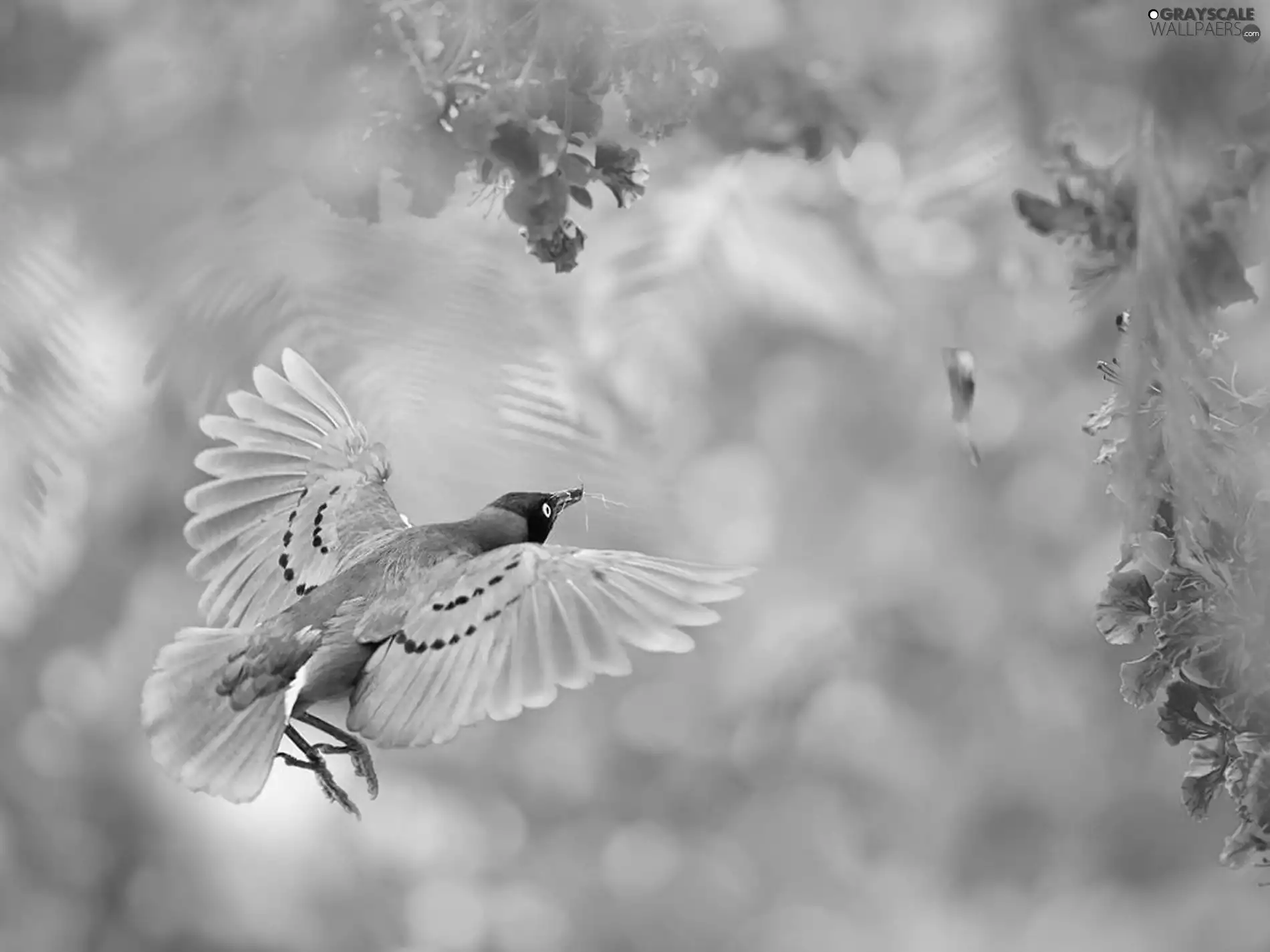 blue, Orange, Flowers, Bird