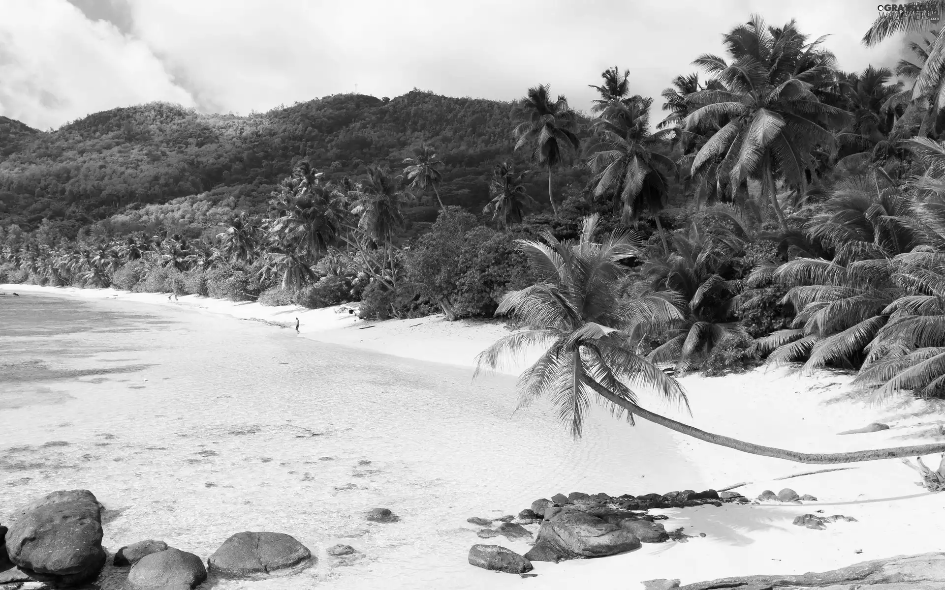 Stones, Beaches, Palms, sea