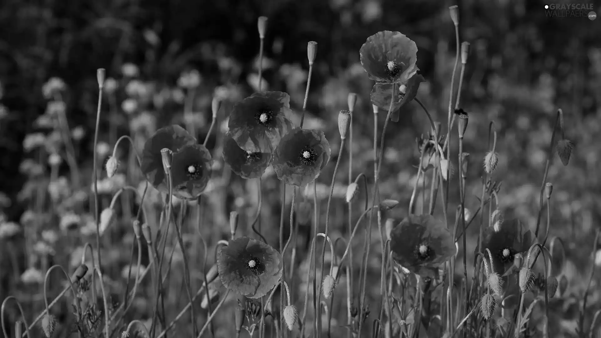 papavers, purple, Flowers