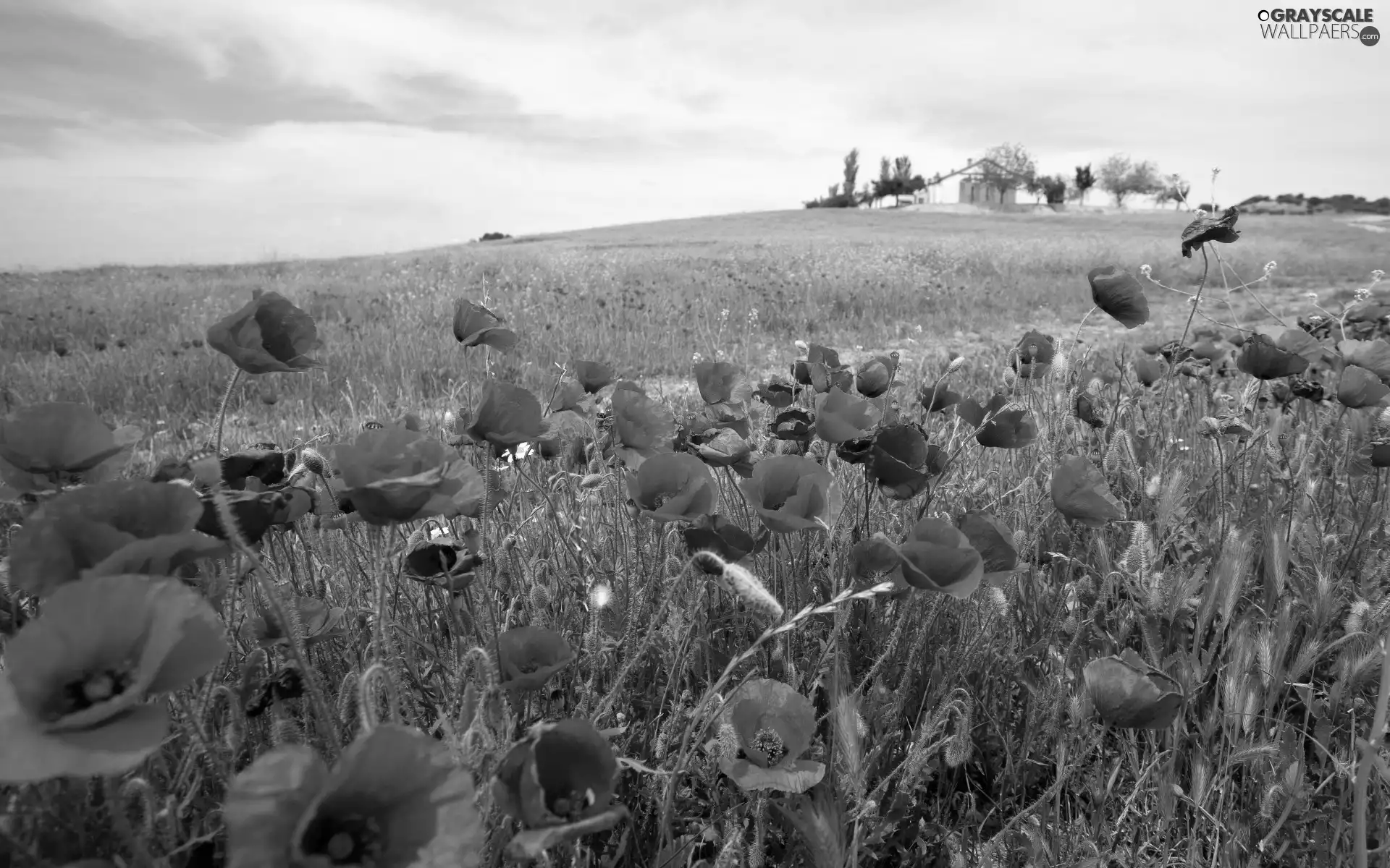 papavers, Meadow, Red