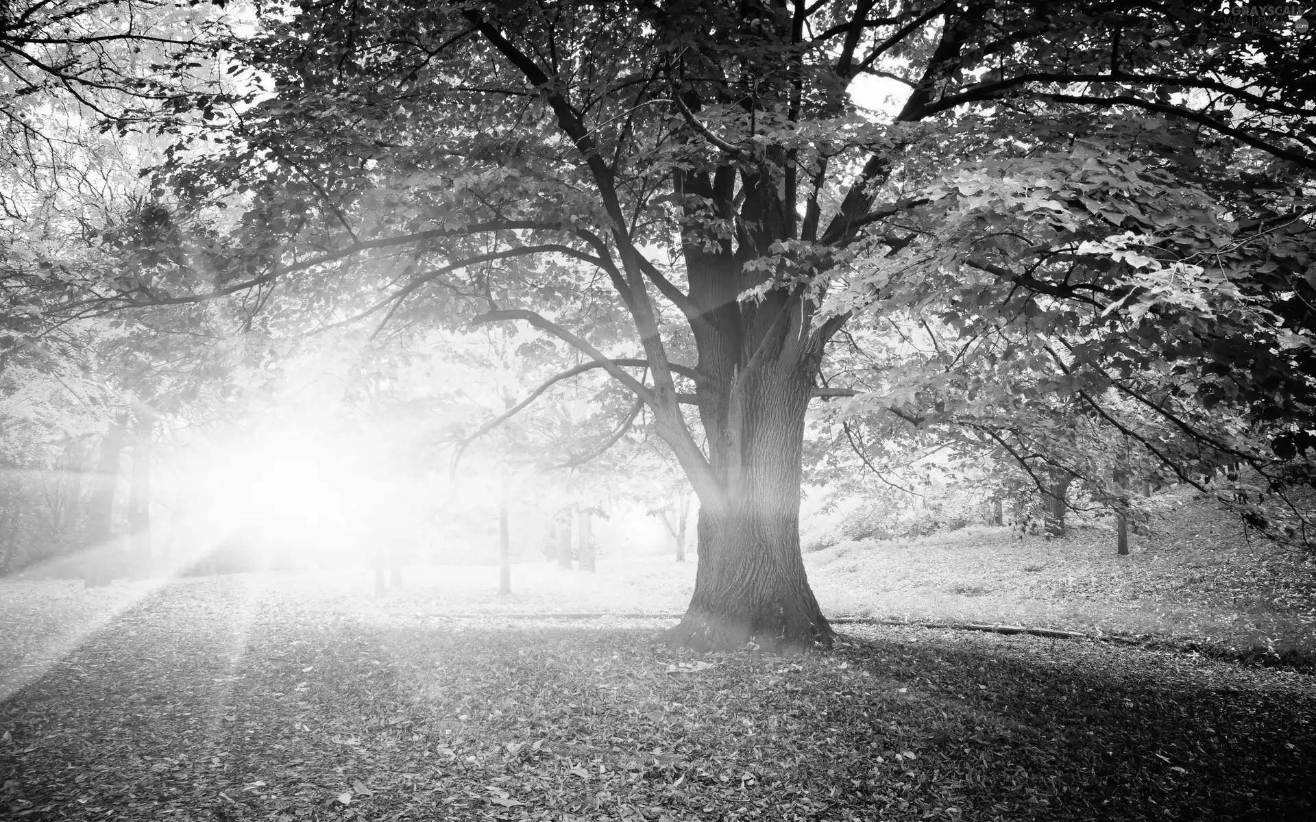 rays of the Sun, autumn, Park