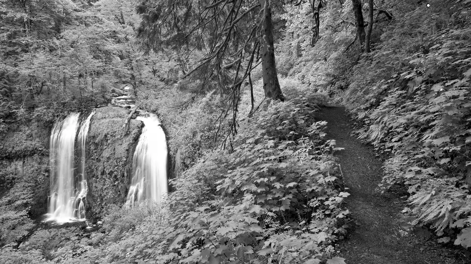 forest, waterfall, Path, River