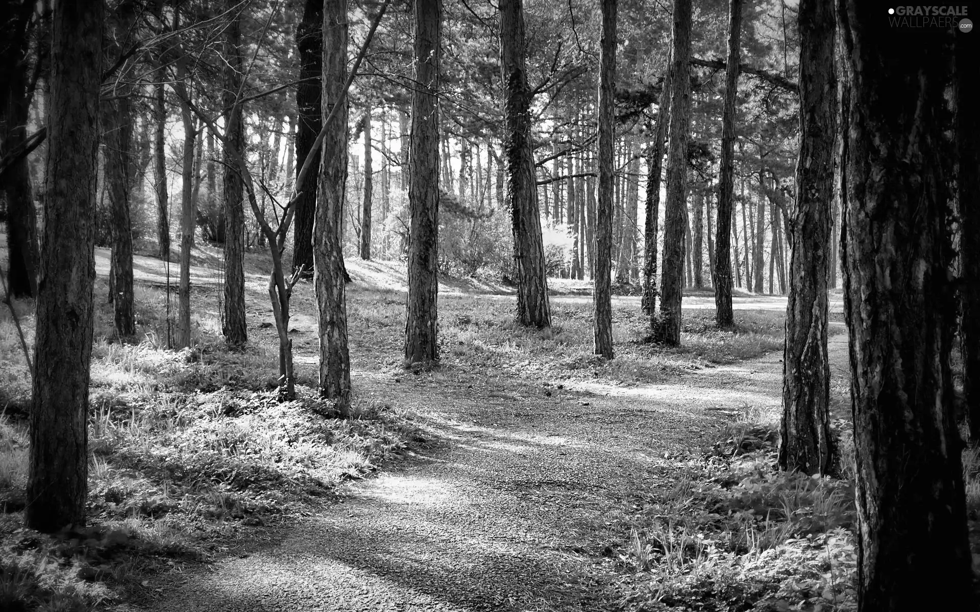 light breaking through sky, forest, Paths