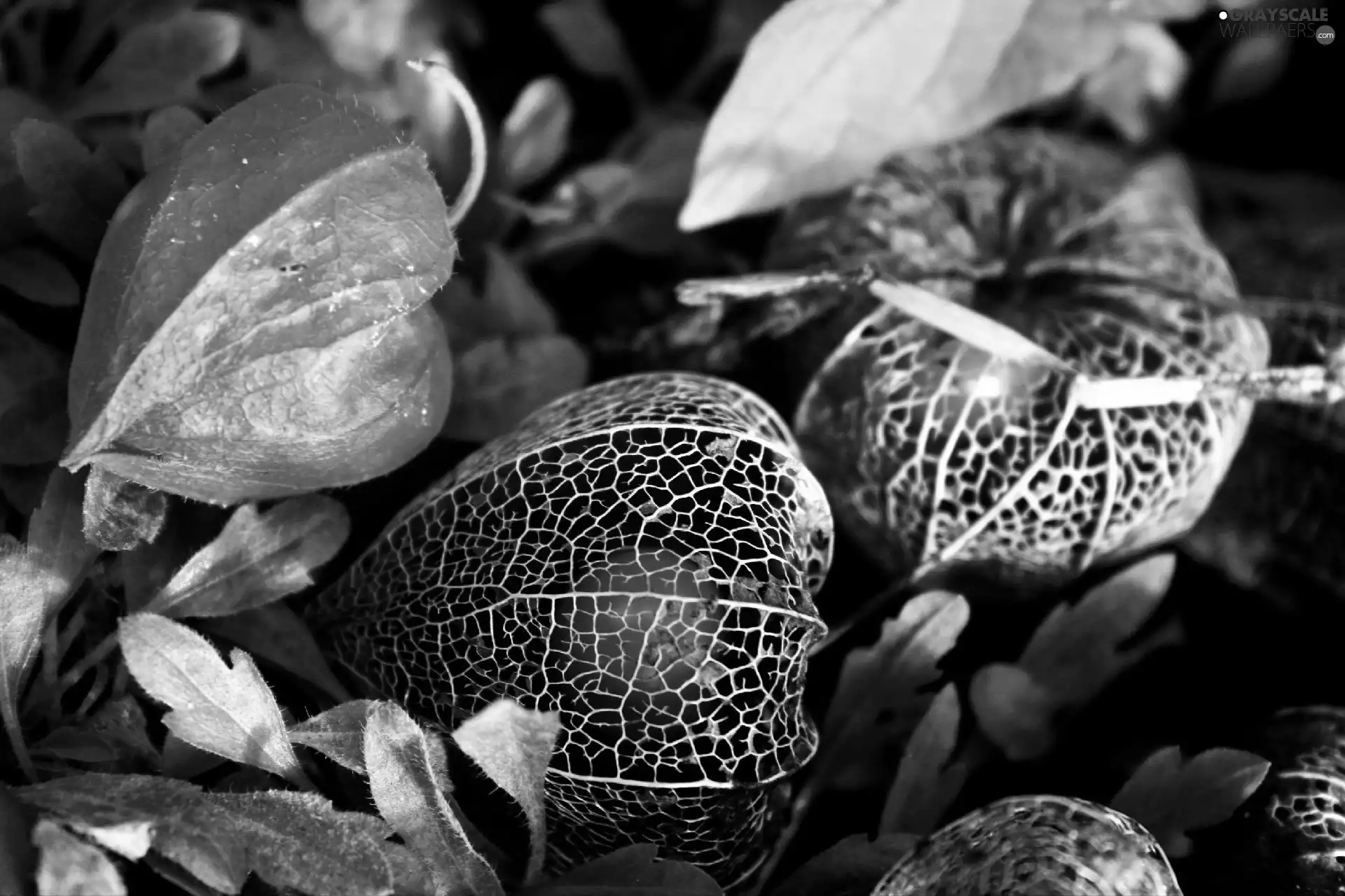 Colourfull Flowers, physalis bloated