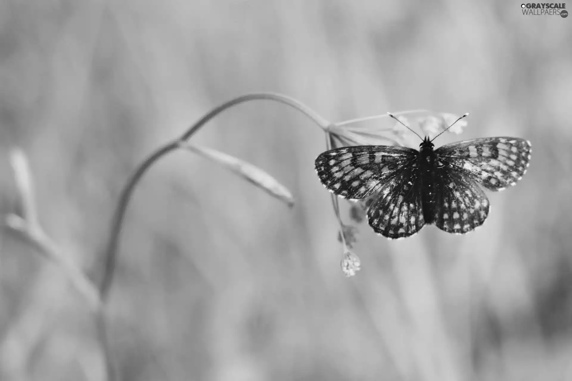 butterfly, plant