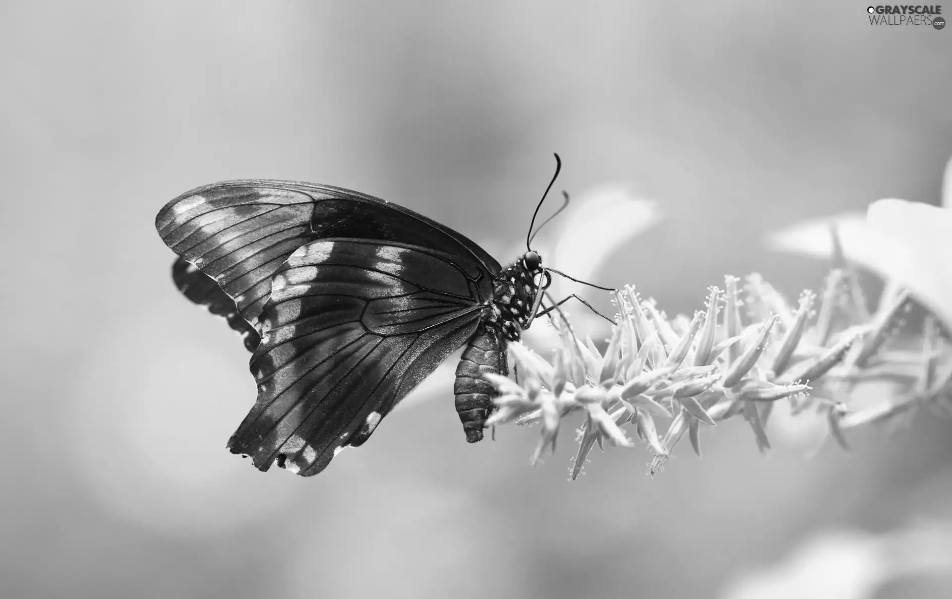 plant, Brown, butterfly