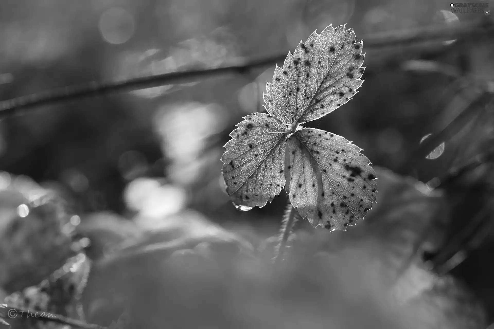 leaf, plant