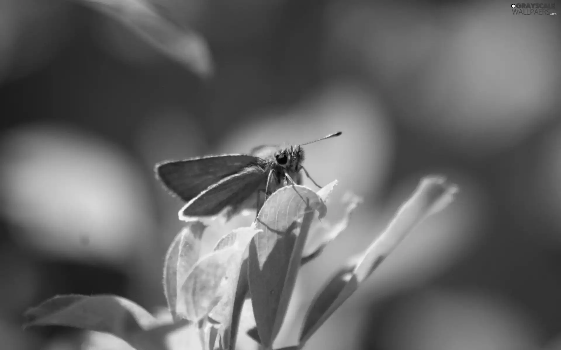 butterfly, Plants