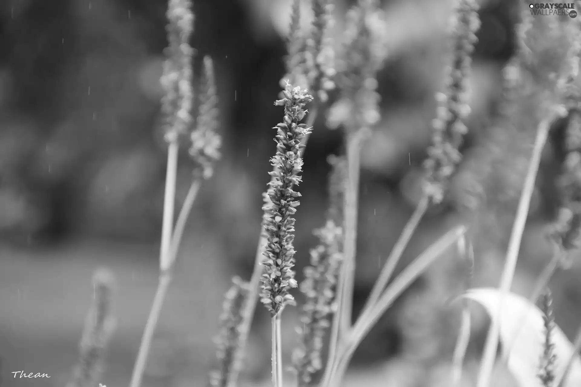 Pink, plants