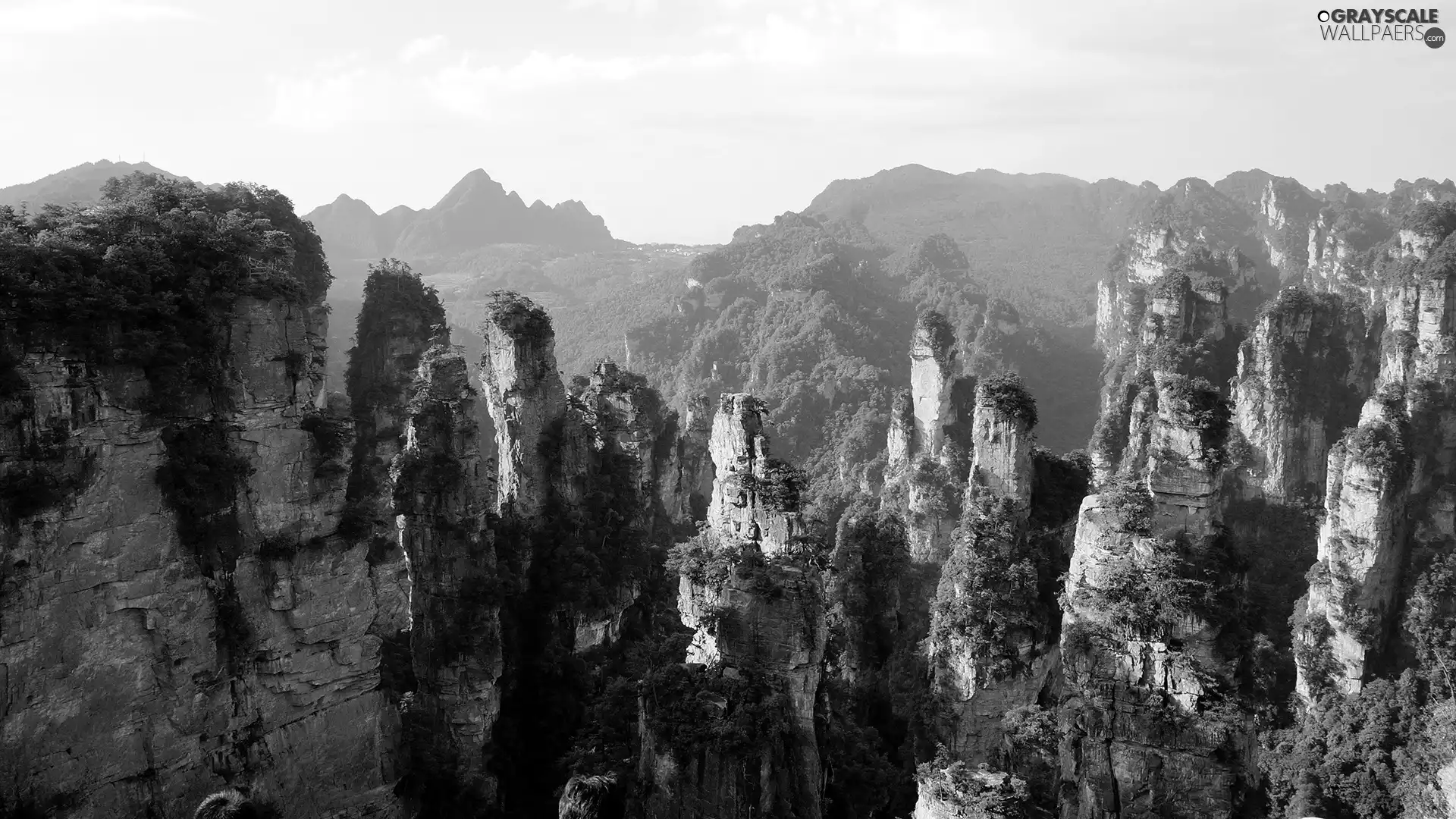 rocks, Plants