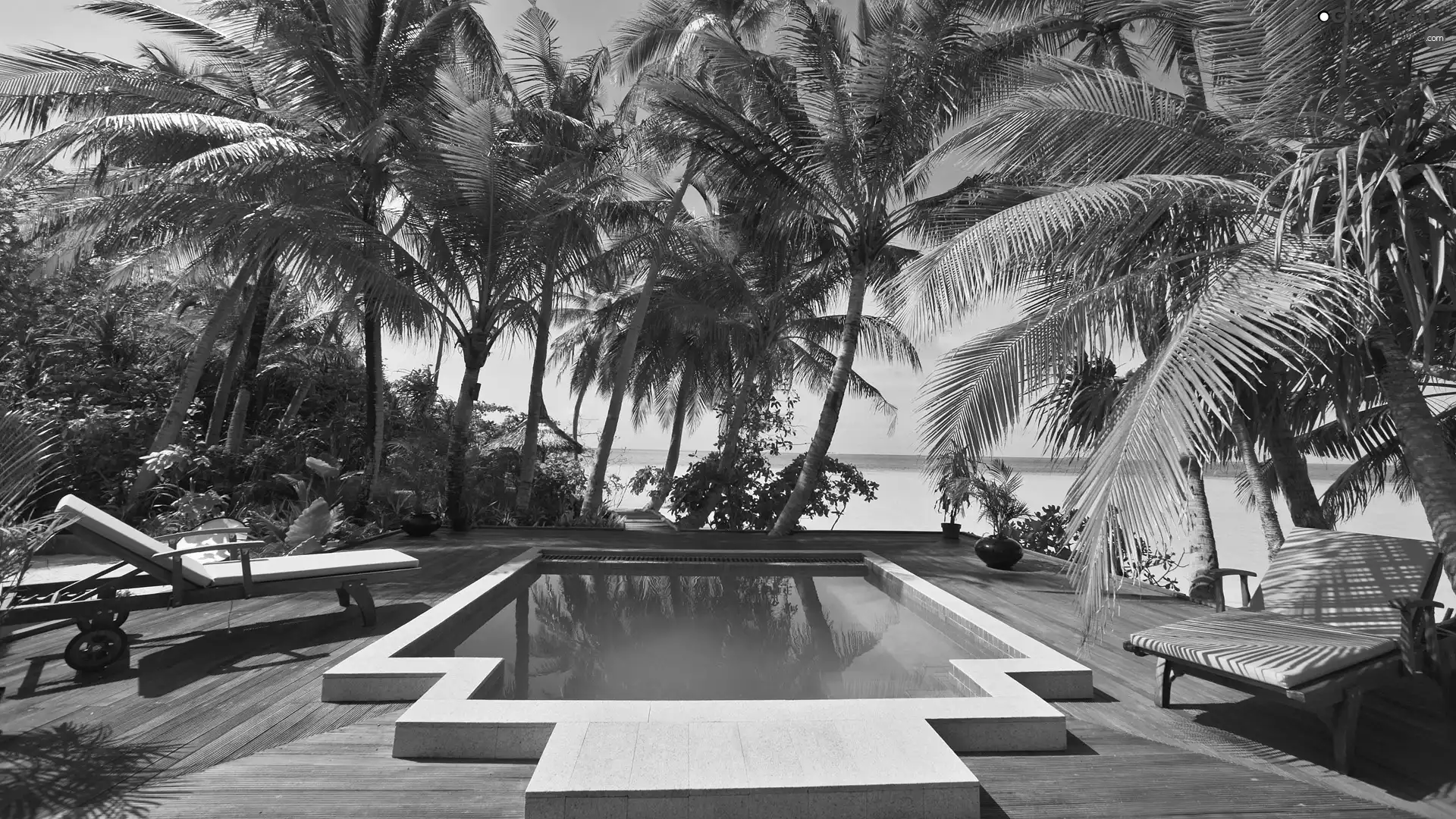 deck chair, holiday, Palms, Pool, Hotel hall