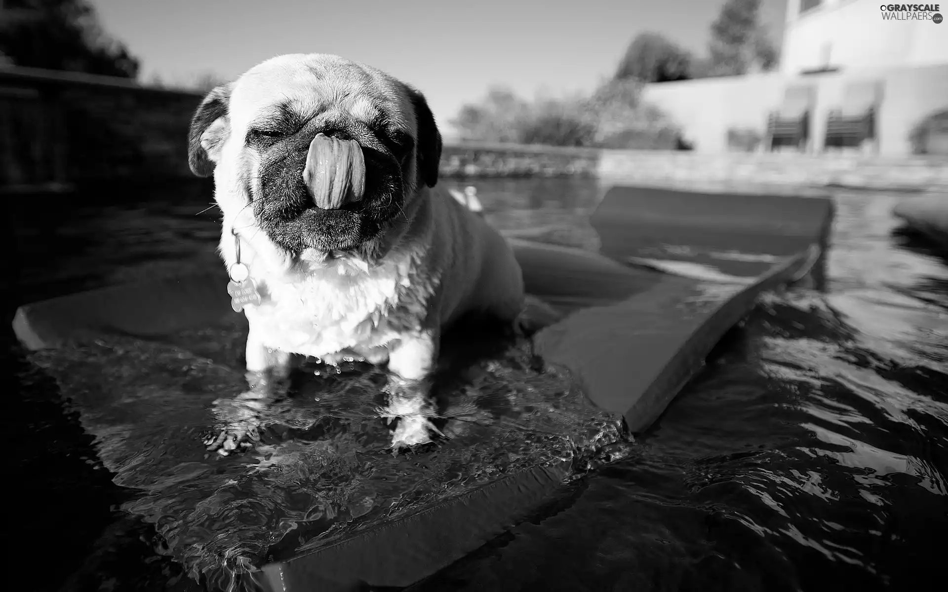 Pool, pug, Tounge