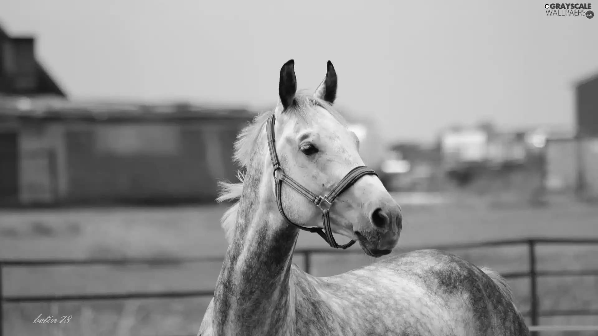 portrait, paddock, gray, gelding, Horse