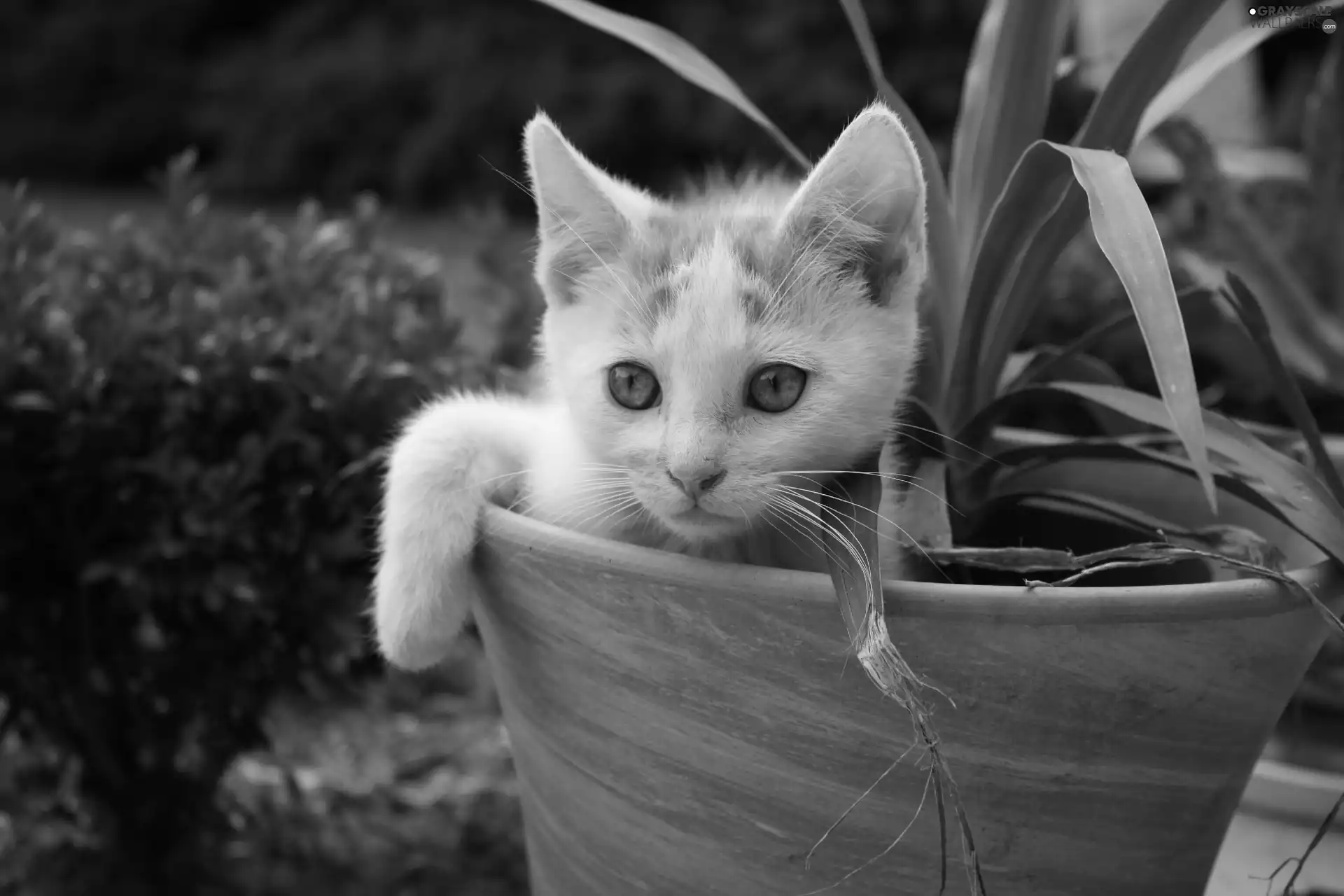 kitten, pot