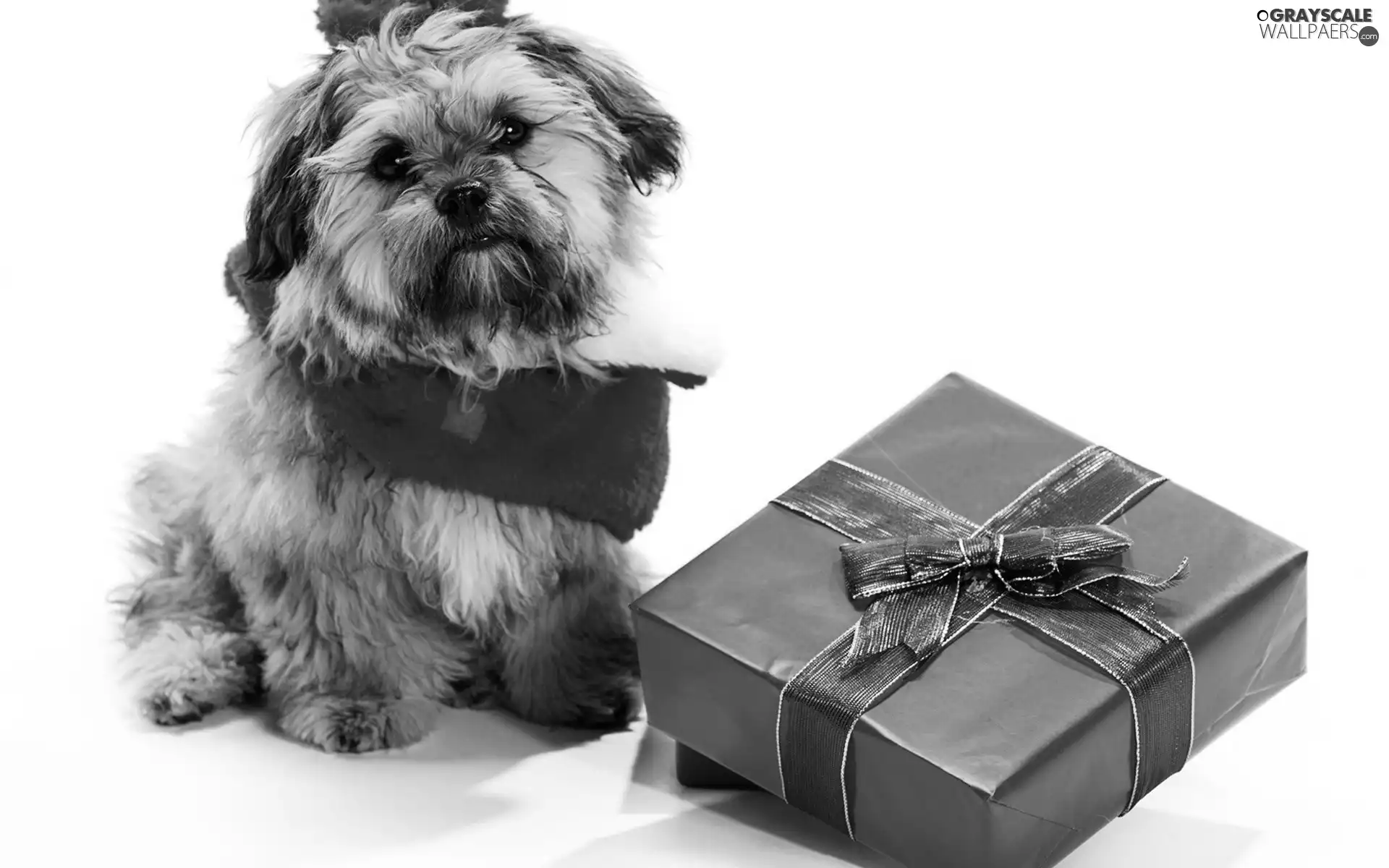 doggy, Present