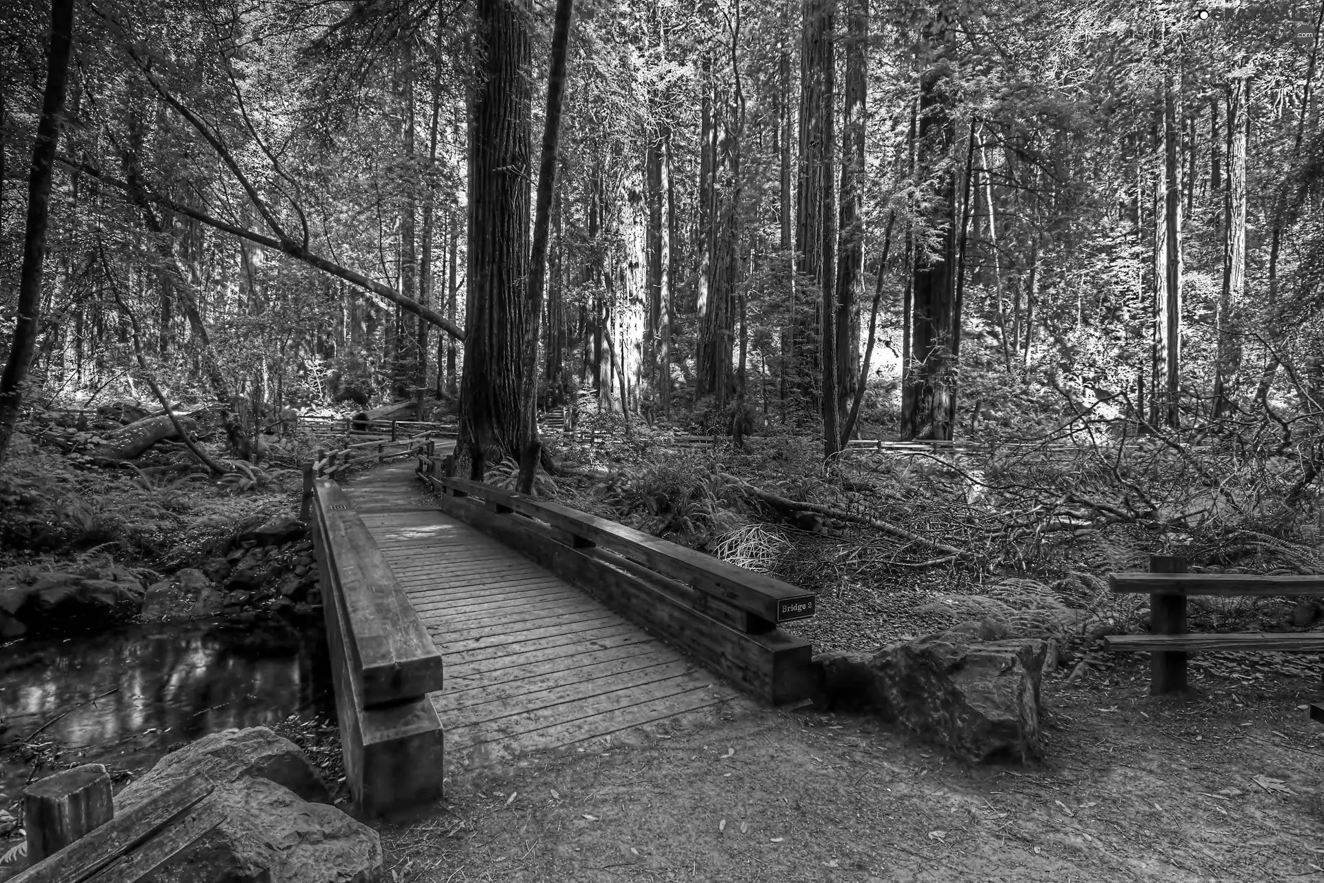 bridges, Przebijające, luminosity, ligh, flash, brook, forest, sun