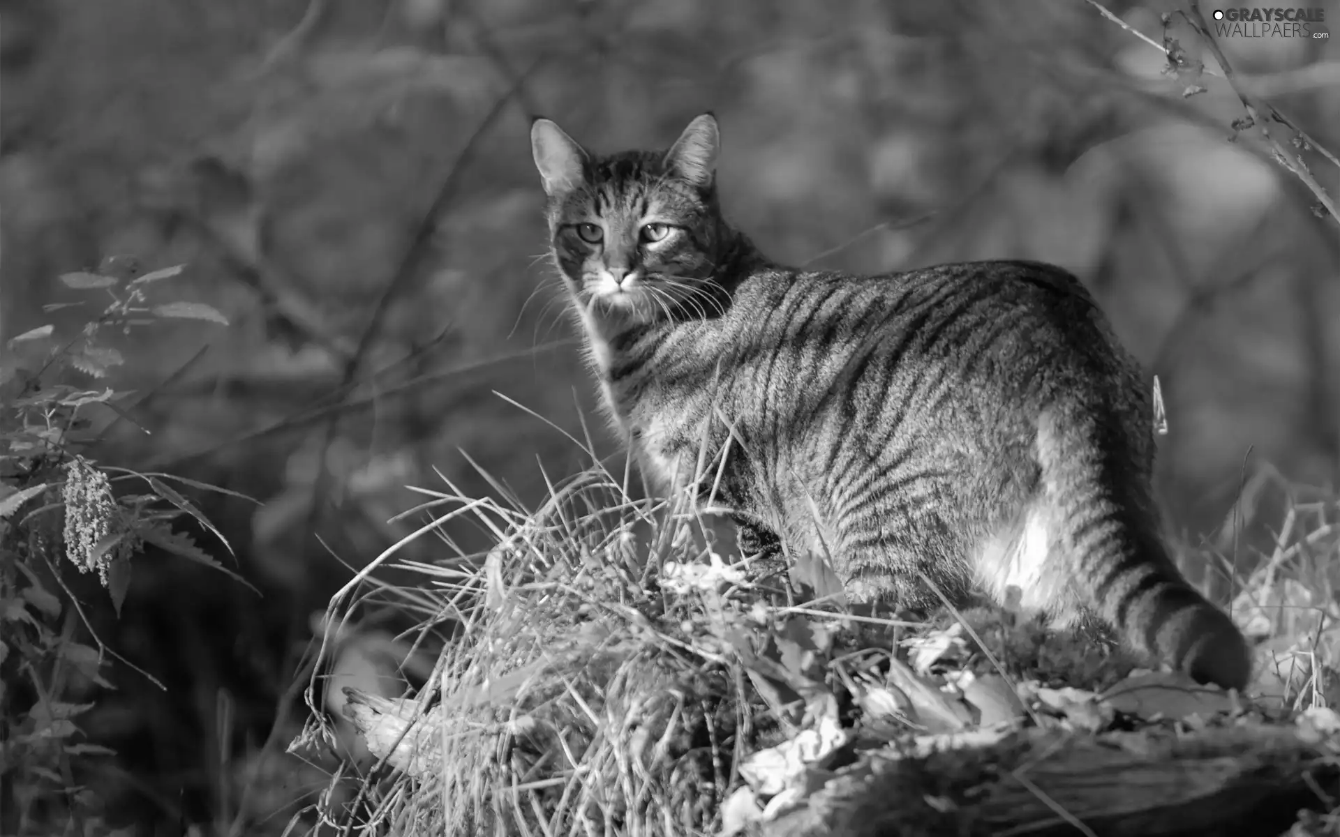 Leaf, Przebijające, luminosity, ligh, flash, grass, cat, sun