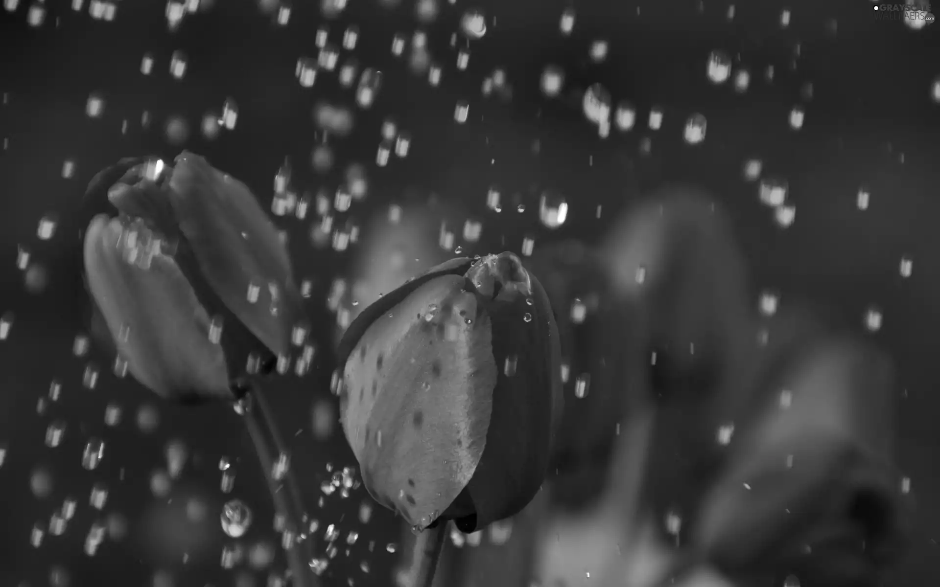 Rain, Red, Tulips