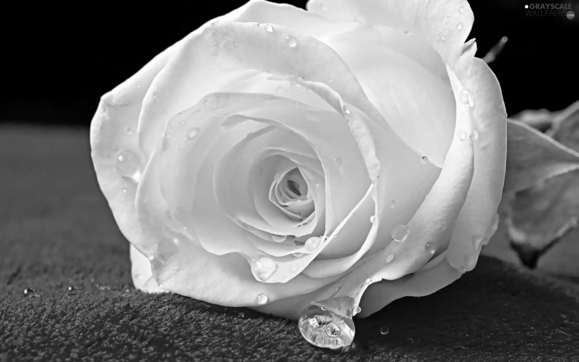 White, drops, rain, rose