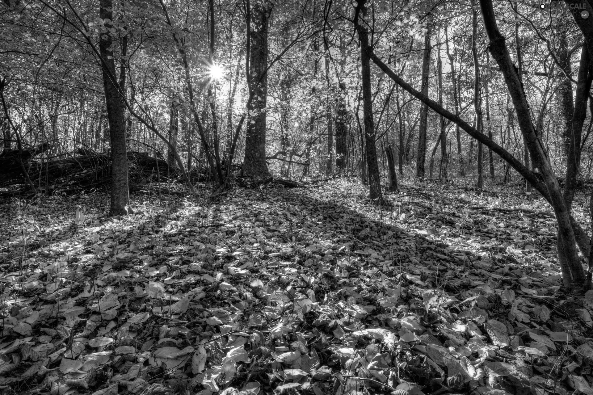 forest, rays of the Sun, autumn, Leaf