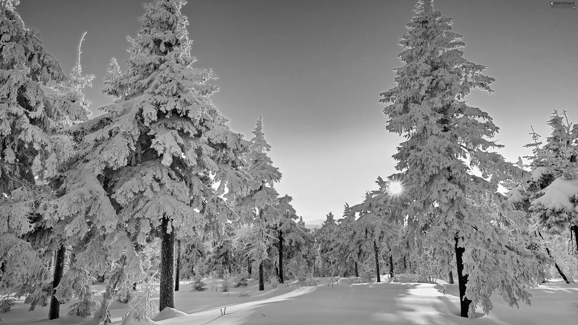 rays, snow, forest