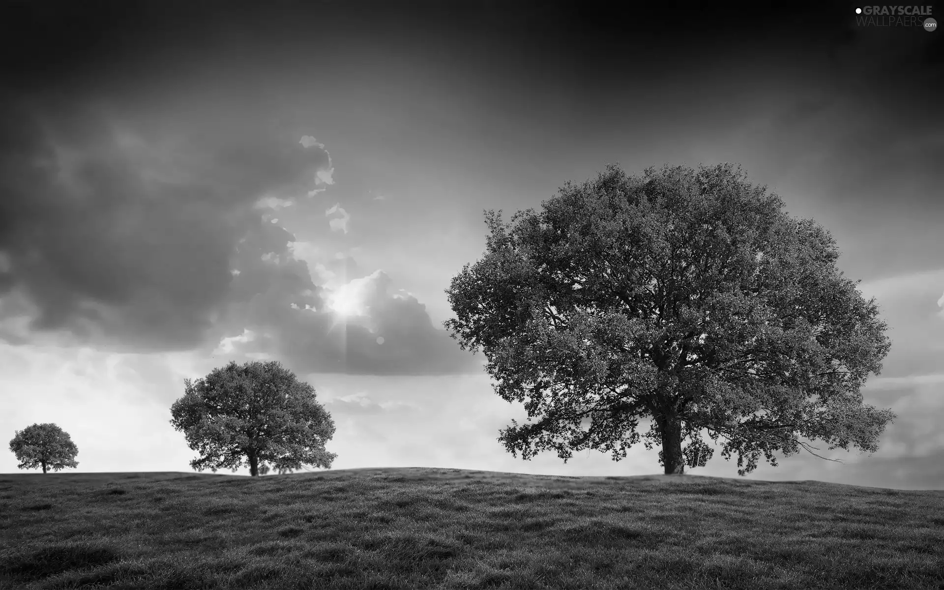 viewes, Meadow, rays, sun, clouds, trees