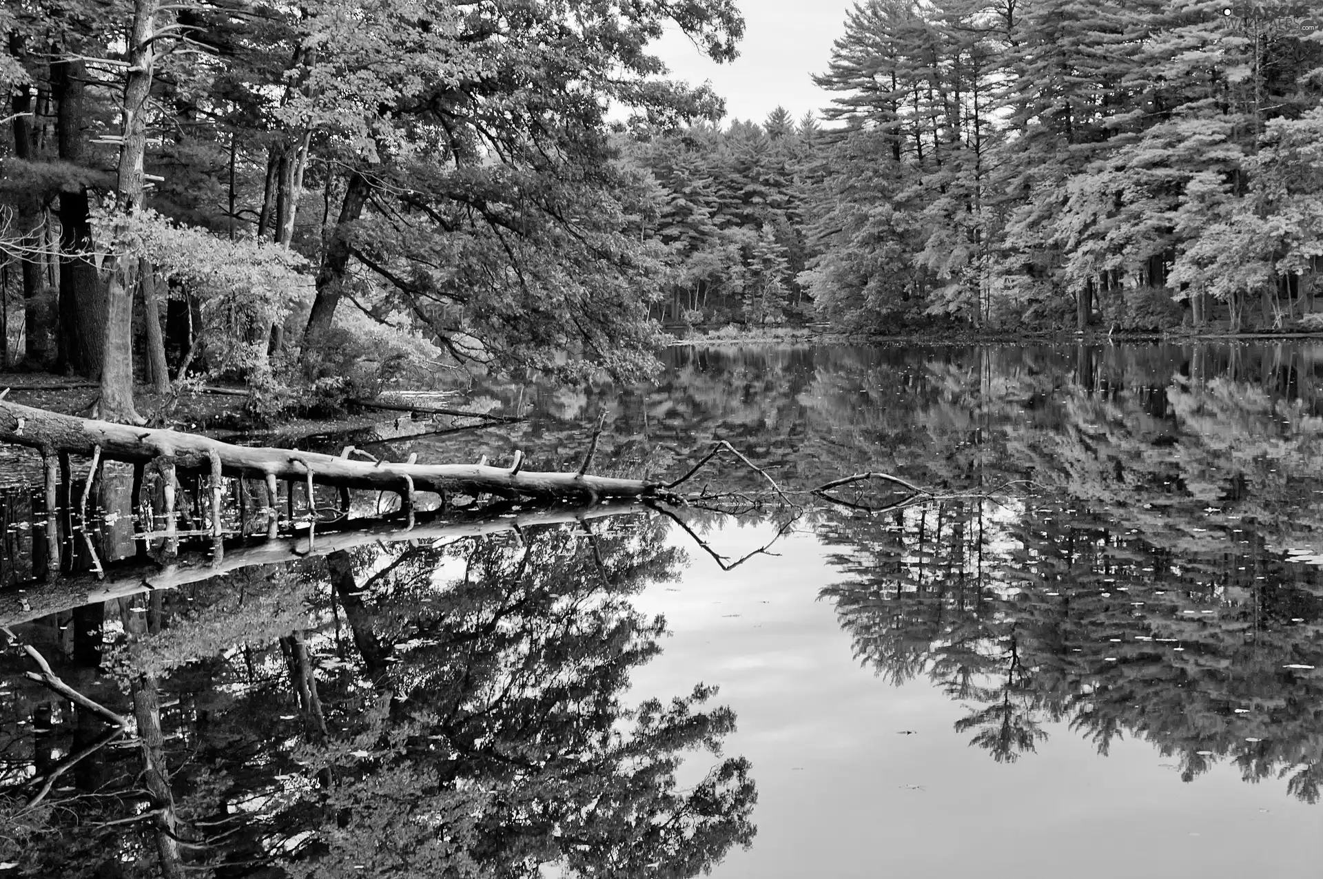 autumn, forest, reflection, lake