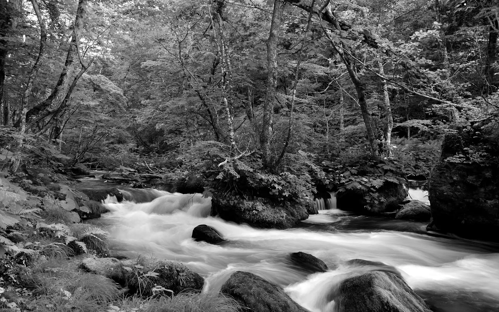 forest, River