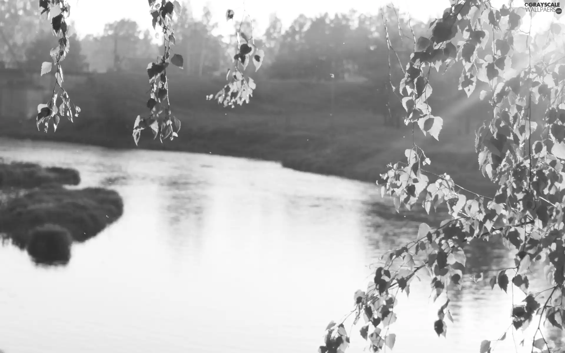 River, Leaf, green