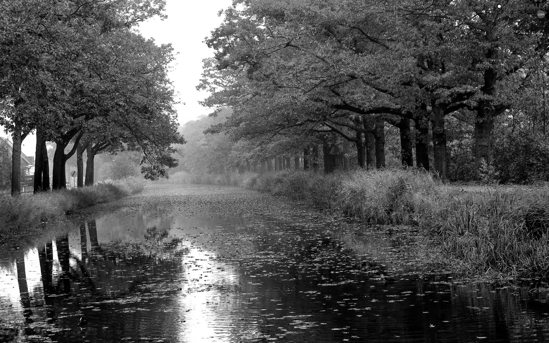 trees, Leaf, River, viewes