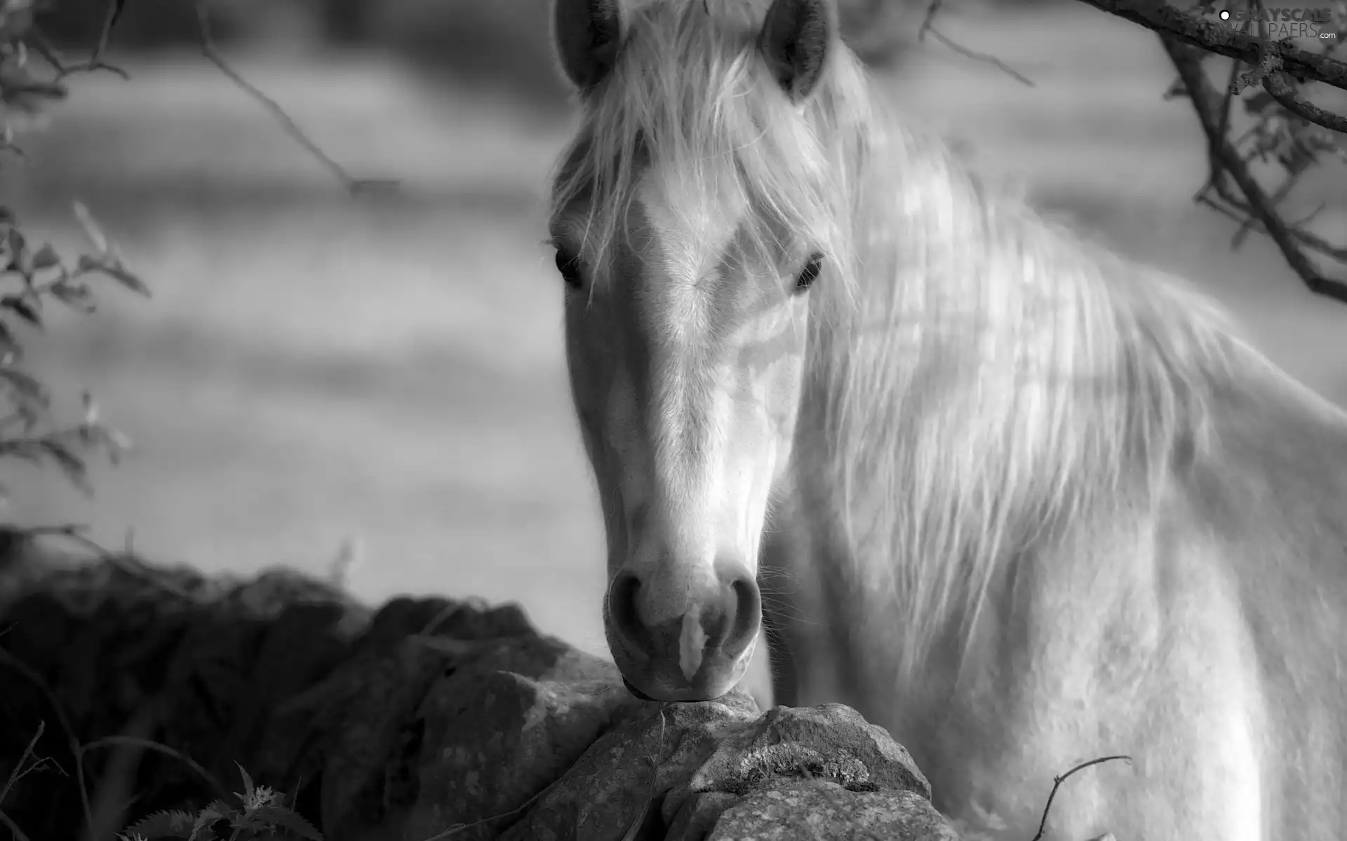 Horse, mane, Rocks, Bright