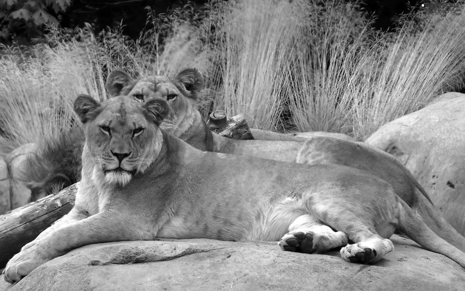 Rocks, Two, lionesses