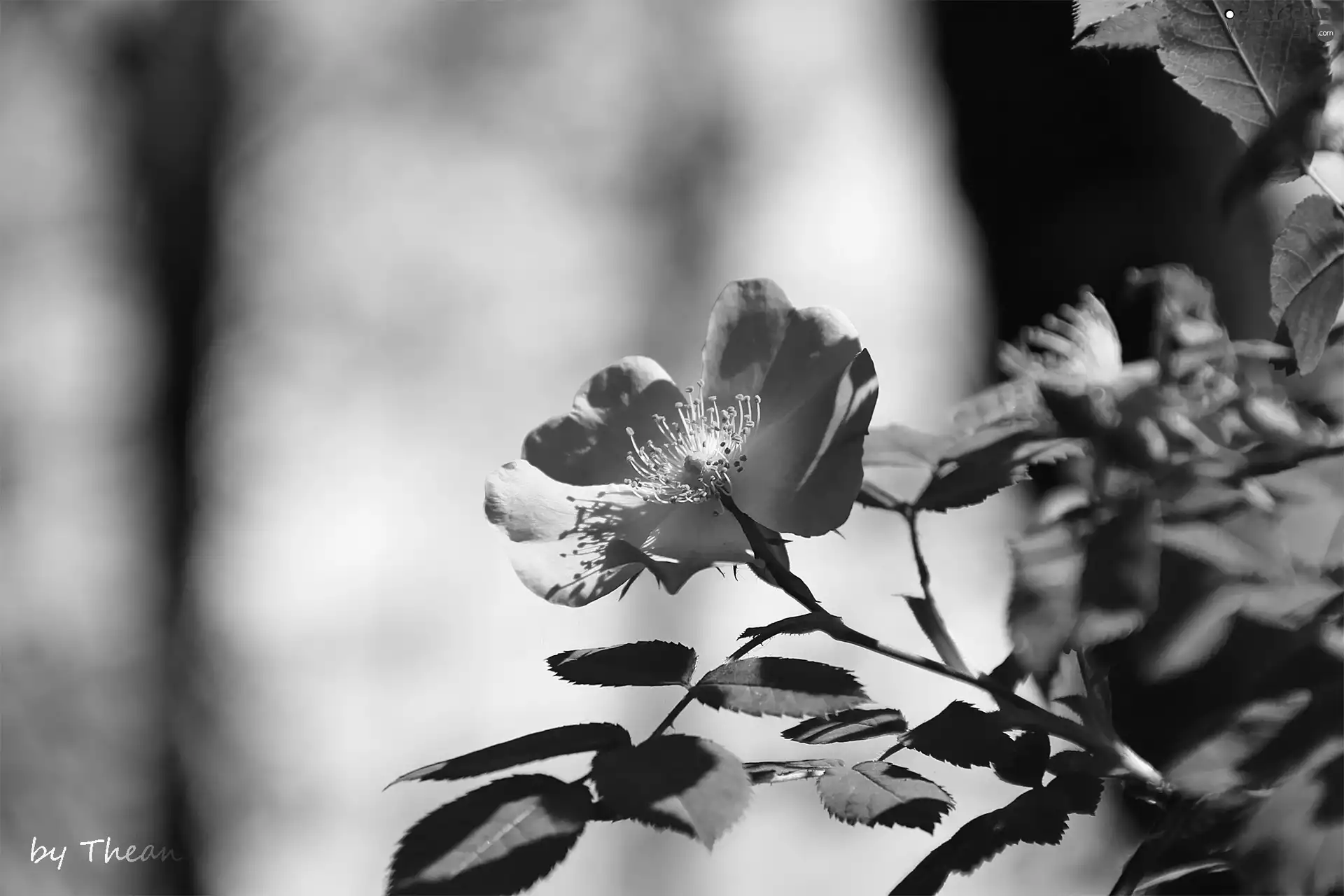 Colourfull Flowers, Wild, rose