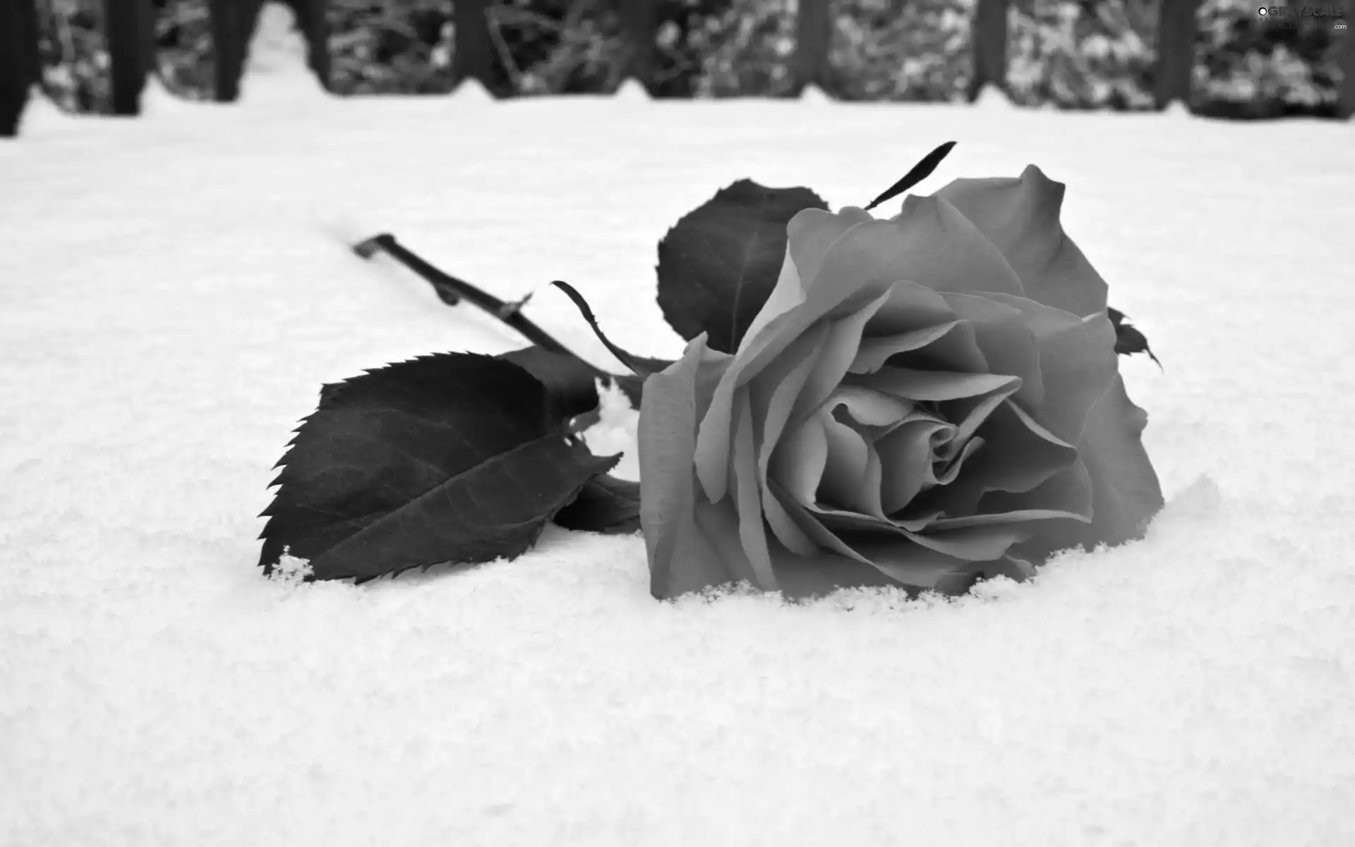 snow, rose