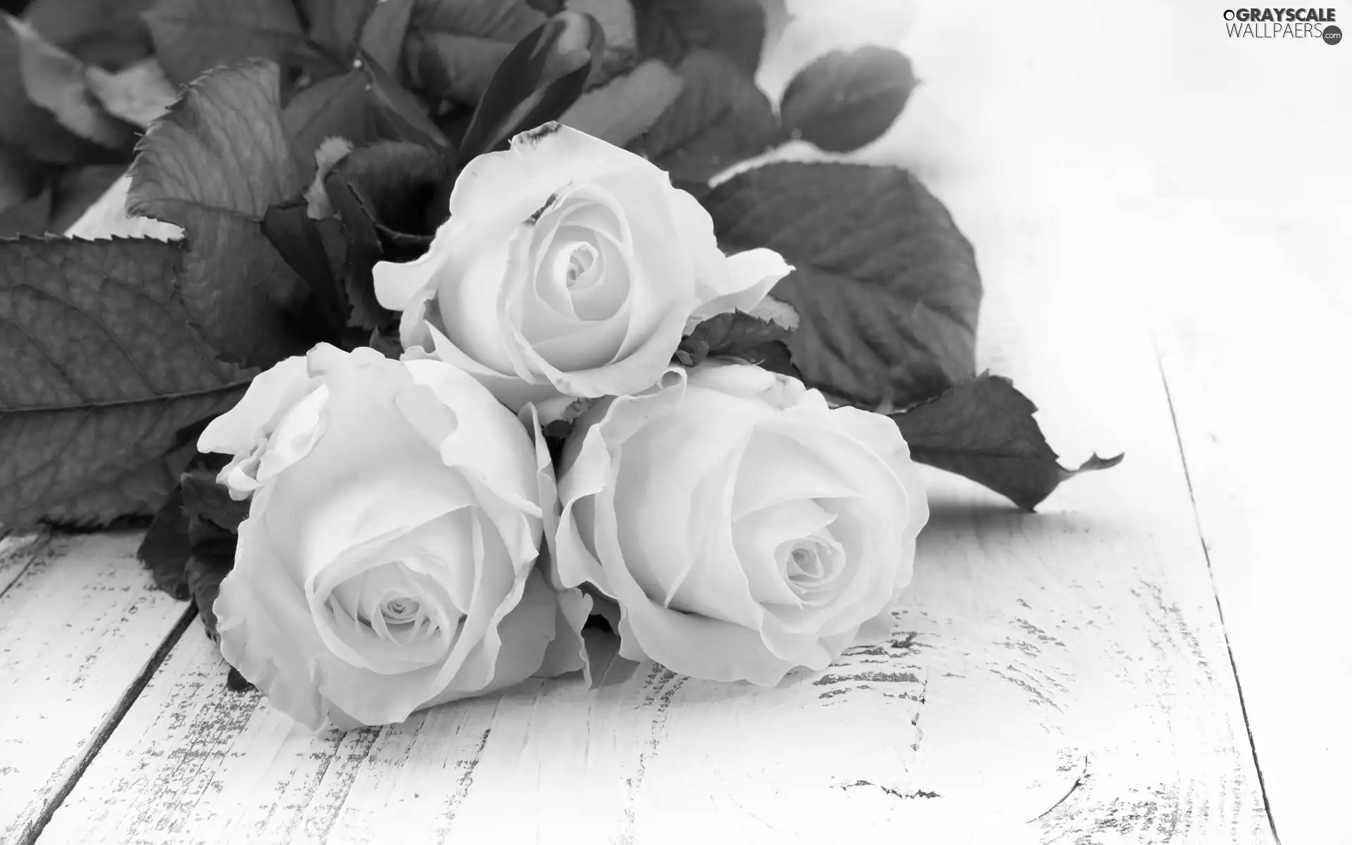 roses, Flowers, White