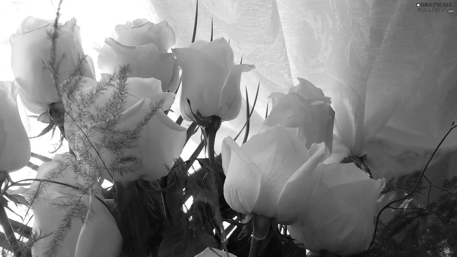 White, roses