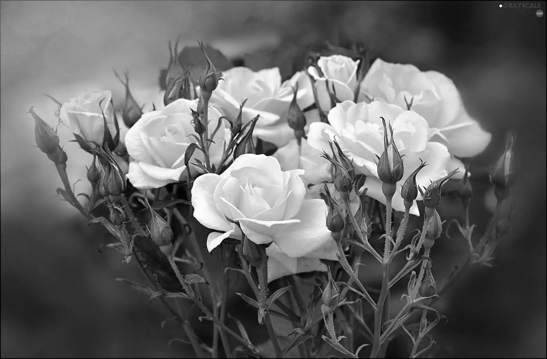 Yellow, roses