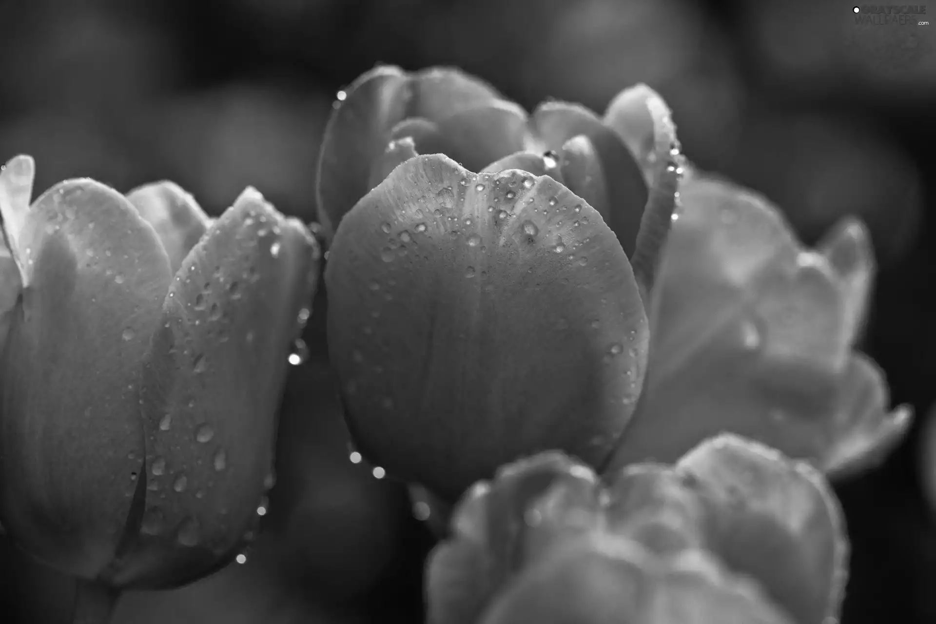 Pink, drops, Rosy, Tulips