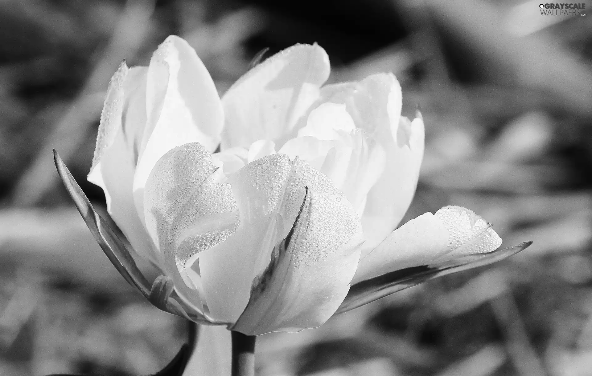 White, drops, Rosy, tulip