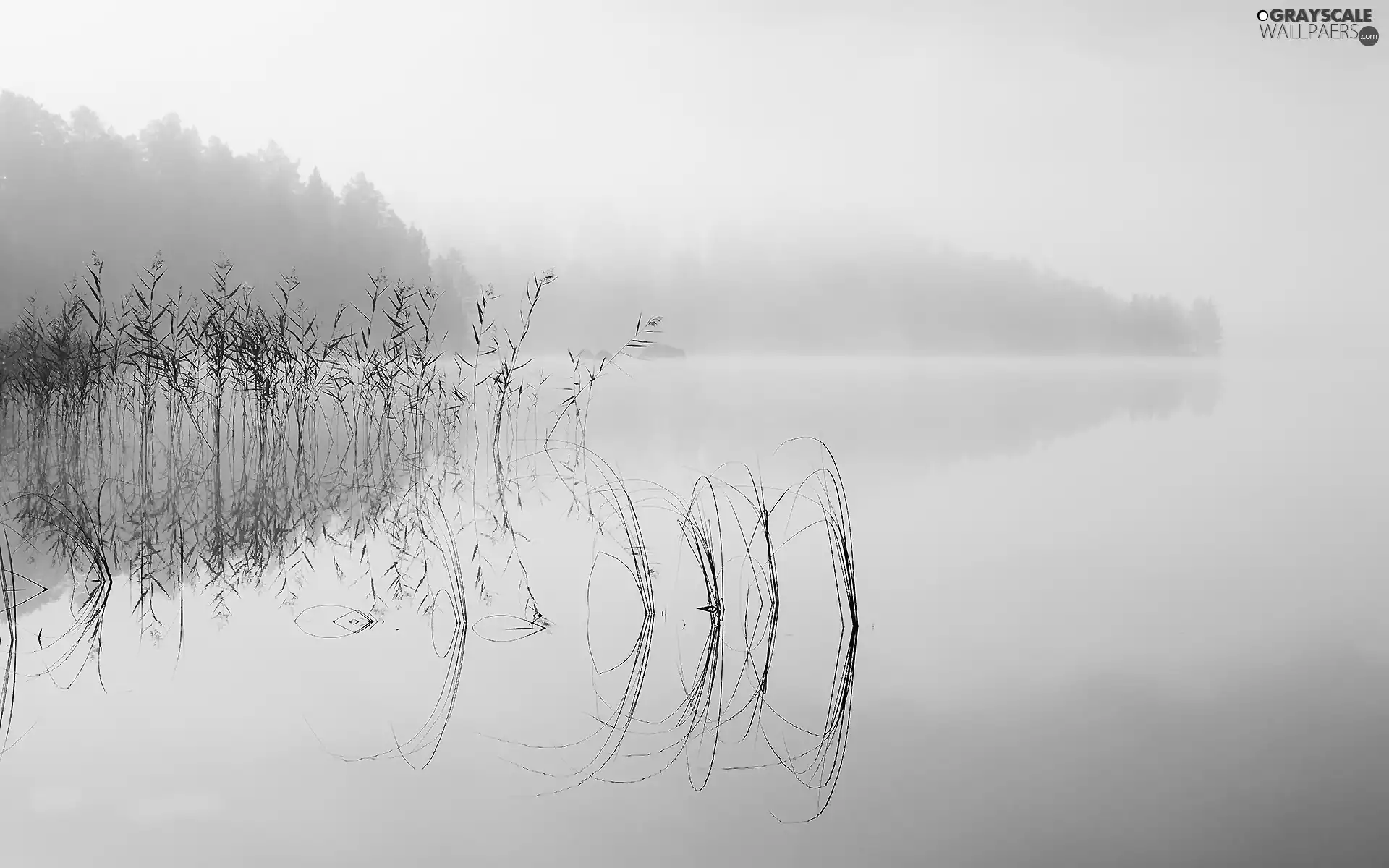 lake, grass, rushes, Fog